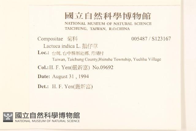 鵝仔草藏品圖，第2張