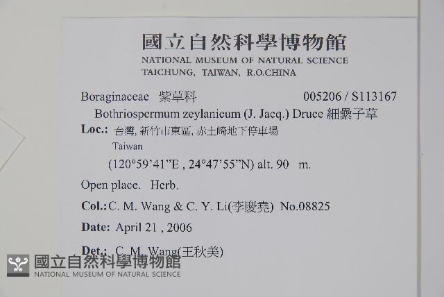 細纍子草藏品圖，第2張