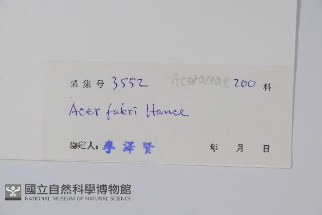 紅翅槭藏品圖，第2張