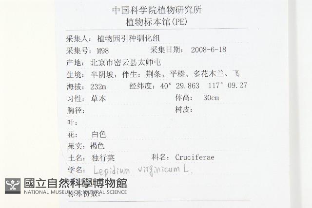 獨行菜藏品圖，第2張