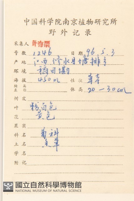 鼠麴草藏品圖，第2張