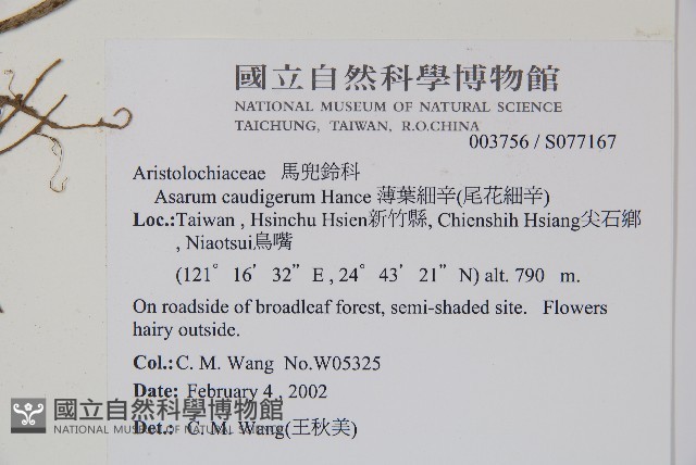 薄葉細辛、尾花細辛藏品圖，第2張