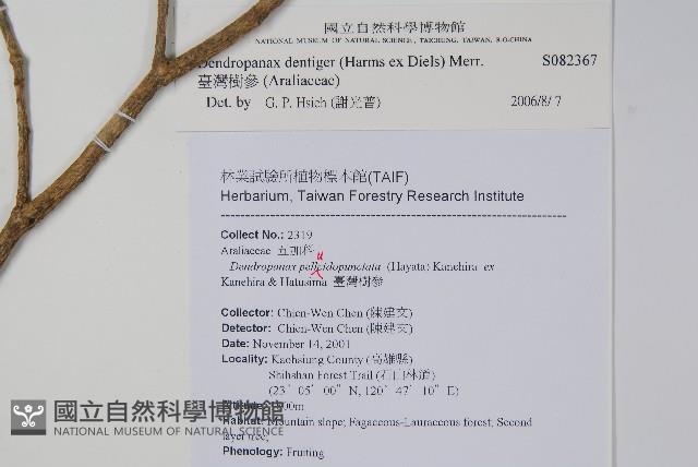 臺灣樹參藏品圖，第2張