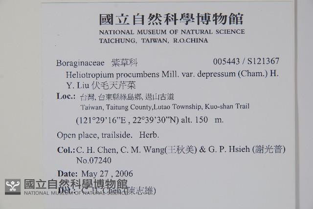 伏毛天芹菜藏品圖，第2張