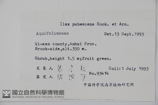 密毛假黃楊藏品圖，第2張