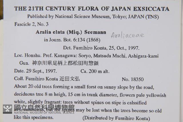 遼東蔥木藏品圖，第2張