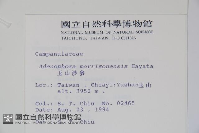 玉山沙參藏品圖，第2張