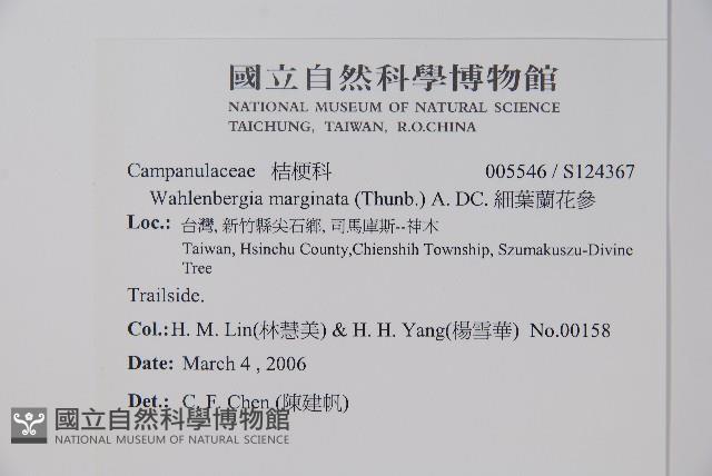 細葉蘭花參藏品圖，第2張