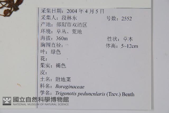 附地菜藏品圖，第2張