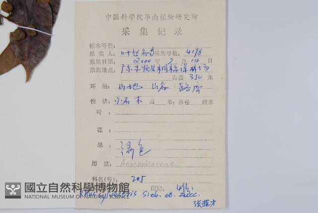 野漆樹藏品圖，第2張