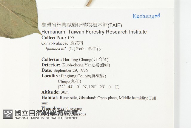 牽牛花藏品圖，第5張