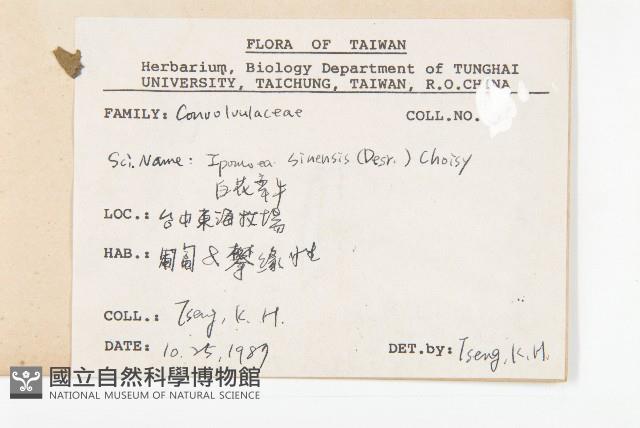 白花牽牛藏品圖，第2張