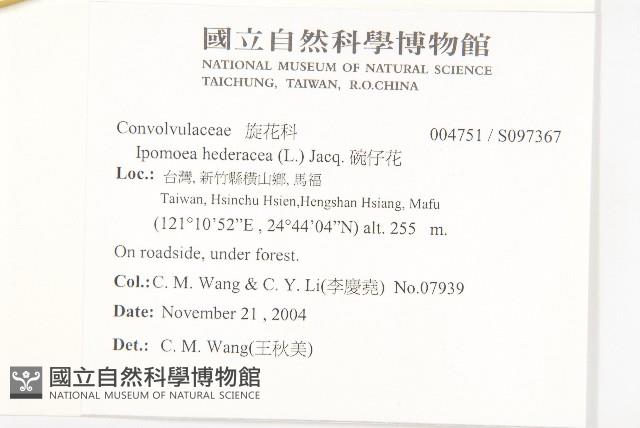 碗仔花藏品圖，第2張