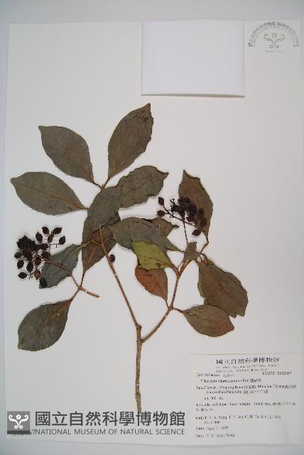 珊瑚樹藏品圖，第1張