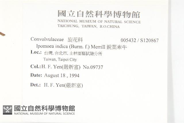 銳葉牽牛藏品圖，第2張