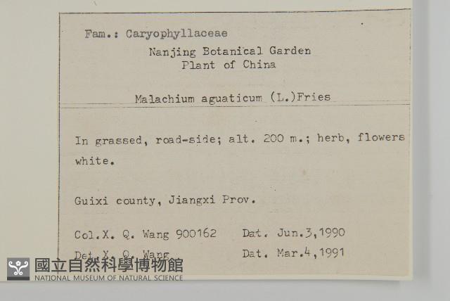 牛繁縷藏品圖，第2張