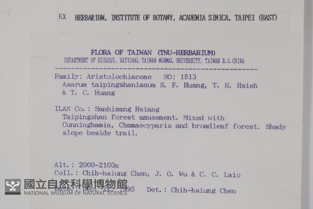 太平山細辛藏品圖，第2張