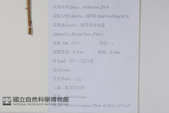 軟棗獼猴桃藏品圖，第2張