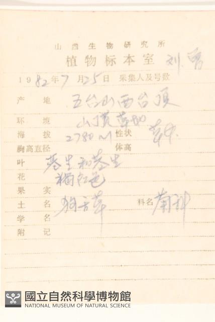 紅輪狗舌草藏品圖，第2張