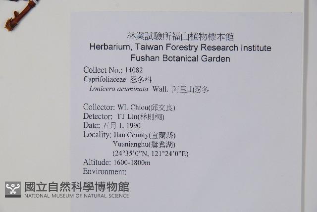 阿里山忍冬、漸尖葉忍冬藏品圖，第2張