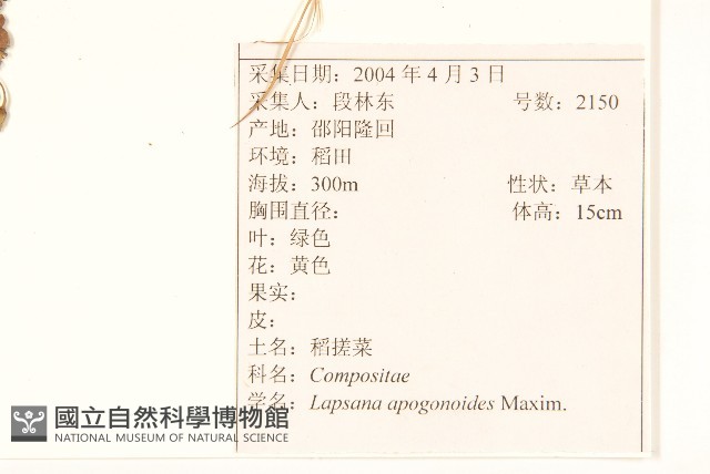 稻槎菜藏品圖，第2張