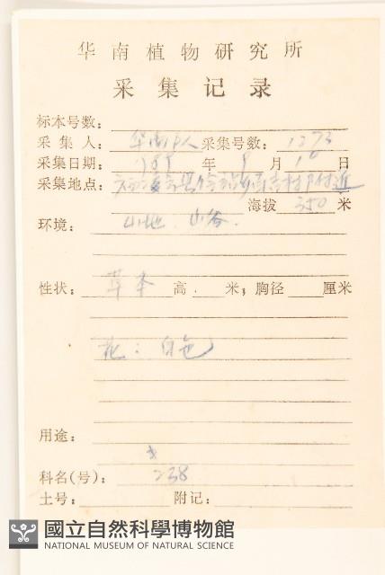 小舌菊、蔓綿菜藏品圖，第2張