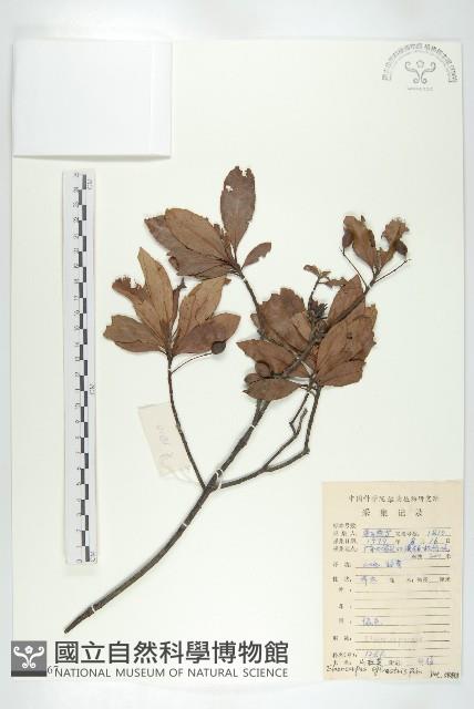 杜英、山杜英、蘭嶼杜英藏品圖，第1張