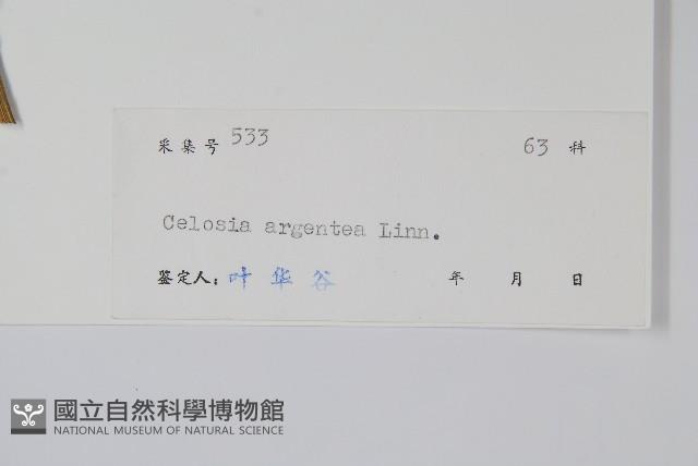 青葙藏品圖，第2張