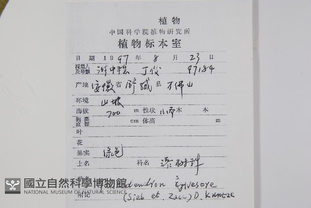 木蜡樹、野漆樹藏品圖，第2張