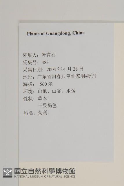 狹葉兔兒風藏品圖，第2張