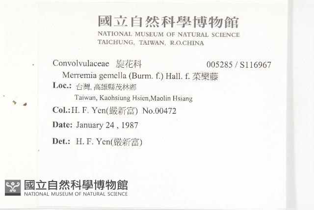 菜欒藤藏品圖，第2張