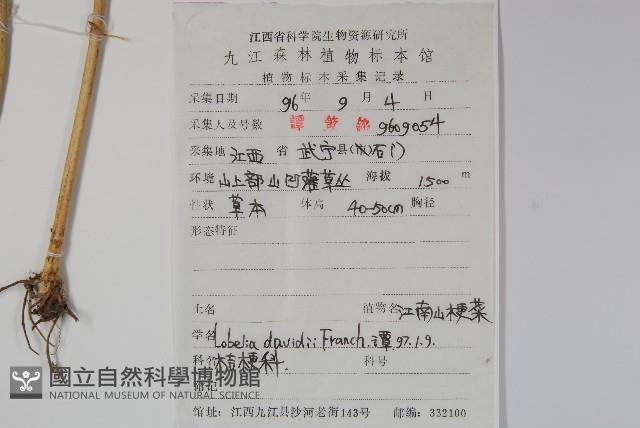 江南山梗菜藏品圖，第2張