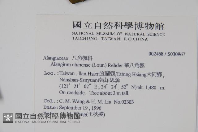 華八角楓藏品圖，第2張