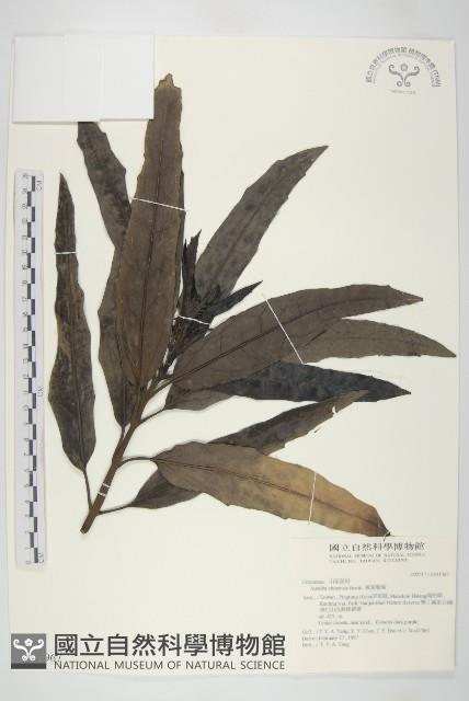 桃葉珊瑚藏品圖，第1張