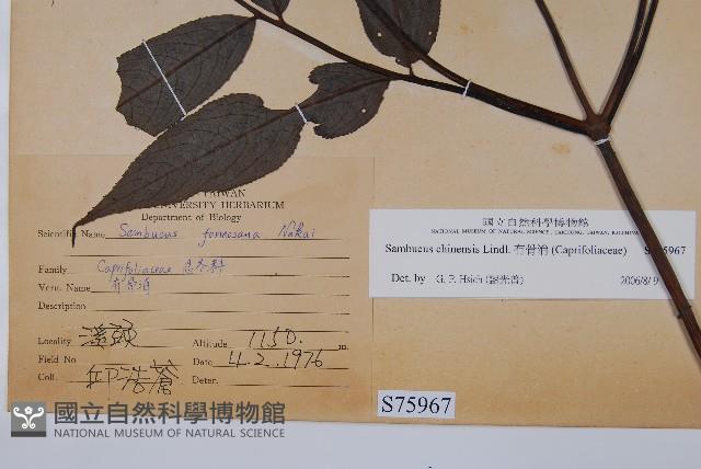 冇骨消藏品圖，第2張