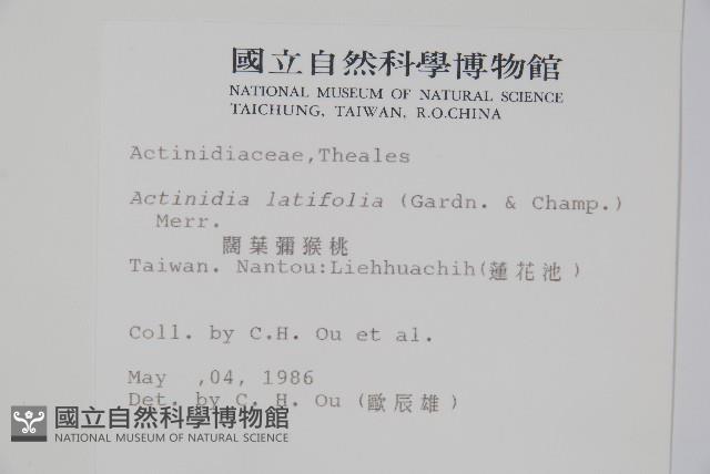 闊葉獼猴桃藏品圖，第2張