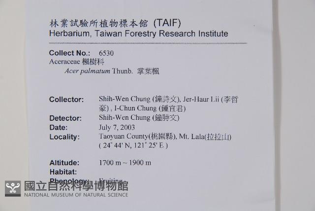 雞爪槭藏品圖，第2張