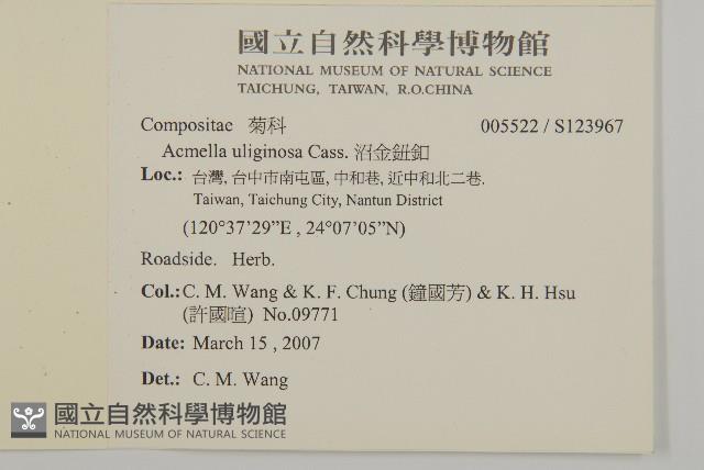 沼生金鈕扣藏品圖，第2張