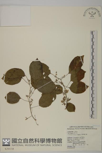 大葉南蛇藤藏品圖，第1張