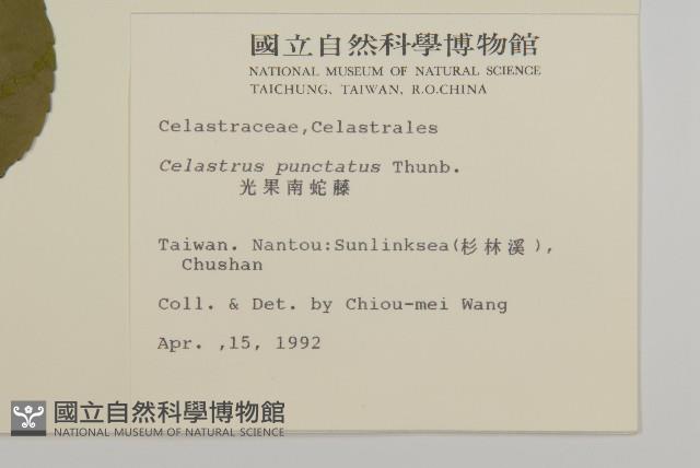 光果南蛇藤藏品圖，第2張