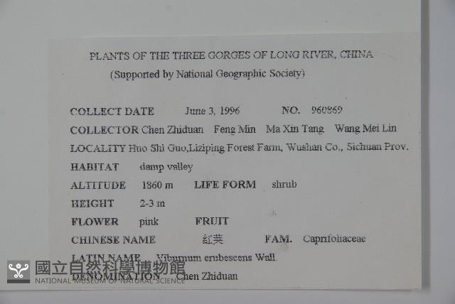 淡紅莢迷藏品圖，第2張