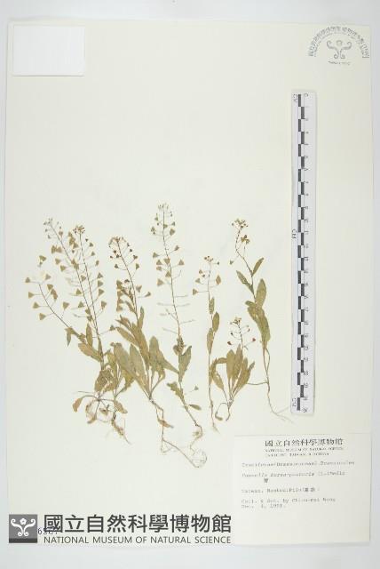 薺藏品圖，第1張