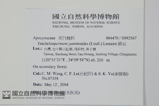 Fetid star jasmine, Chinese Star-jasmine Collection Image, Figure 2, Total 2 Figures