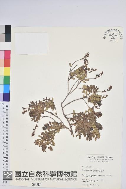 高山白珠樹藏品圖，第1張