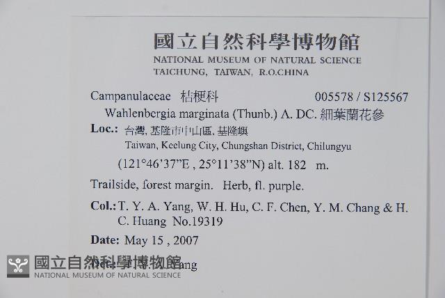 細葉蘭花參藏品圖，第2張