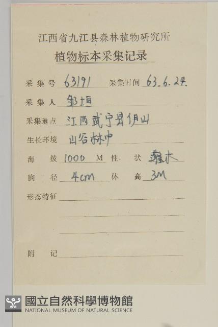 百齒衛矛藏品圖，第2張