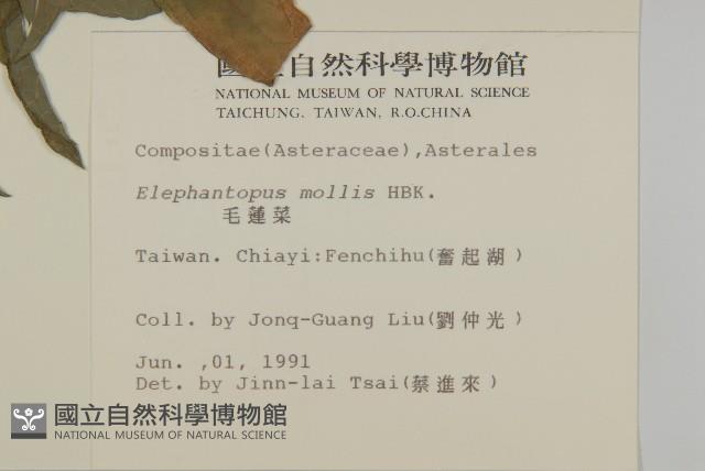 地膽草、毛蓮菜藏品圖，第2張