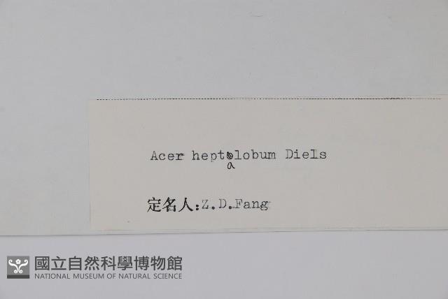 七裂槭藏品圖，第2張