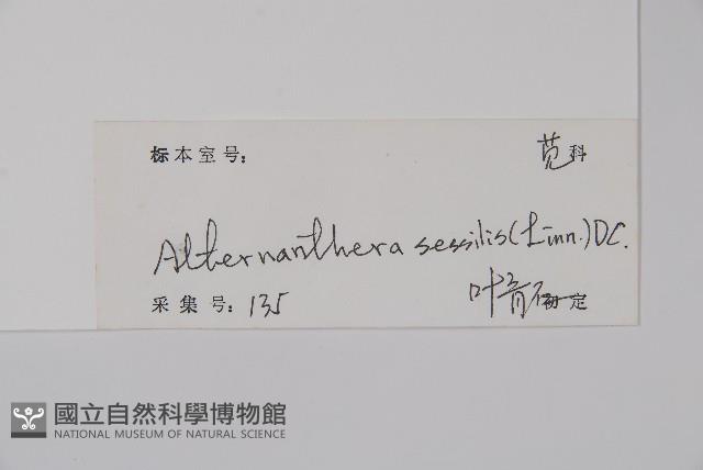 蓮子草藏品圖，第2張