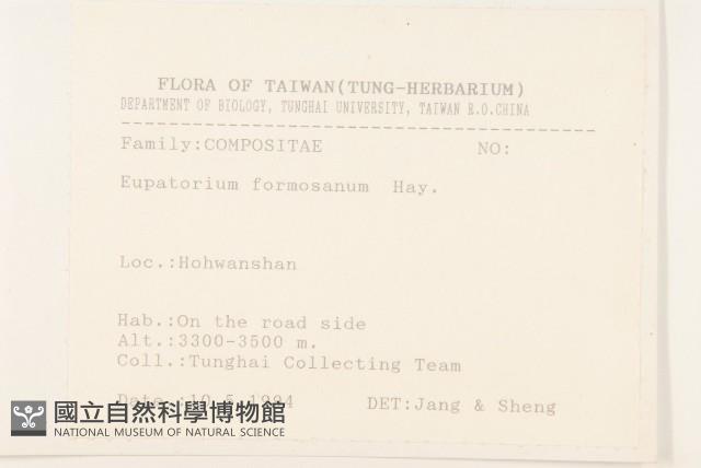 臺灣澤蘭藏品圖，第2張